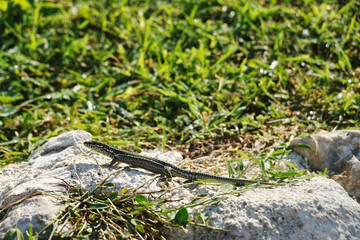 A lizard on a stone wall in Syracuse, Italy	
