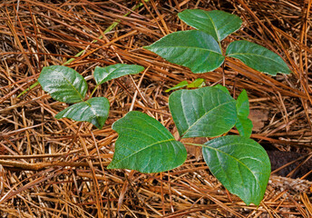 Poison ivy plants with lots of shining oil to create an allergic reaction on a forest floor that is covered in pine needles