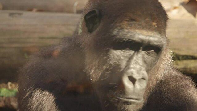 Gorilla in wildlife park