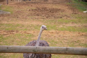 Darıca Faruk Yalçın Zoo A unique day-long experience in Turkey's most natural park!