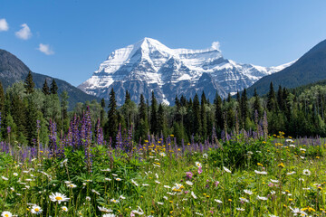 Low angle view of various wildflowers like purple lupine (Lupinus polyphyllus) in meadow with in background snowcapped Mount Robson against a clear blue sky in Mt Robson Provincial park, BC, Canada - obrazy, fototapety, plakaty