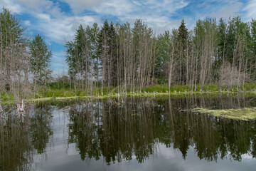 Fototapeta na wymiar View over Astotin Lake in Elk Island National Park, AB, Canada, with a reflection of the trees lined along the shoreline of the lake in the tranquil water