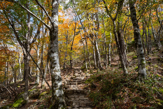 大台ヶ原の美しい紅葉 奈良県 © rai