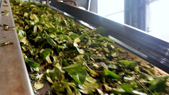Tea processing factory, The fresh green tea leaves being sent to process right after harvesting