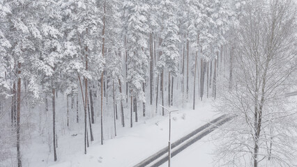  crowns of the winter snow-covered forest