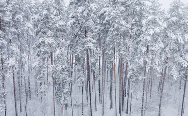 Fototapeta premium pine trees covered with snow