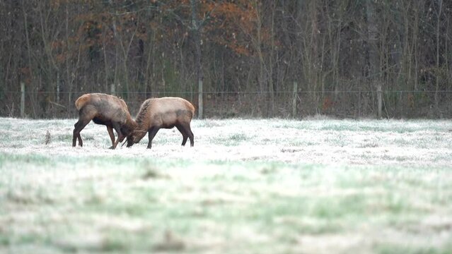 Two young bull elk practice fighting one another on a frosty morning.