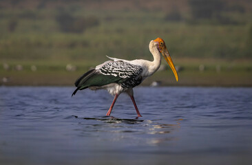 Painted Stork