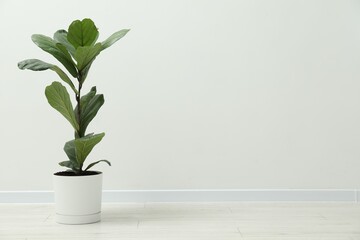 Fiddle Fig or Ficus Lyrata plant with green leaves near white wall indoors. Space for text