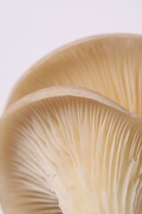 Fresh oyster mushrooms on white background, macro view