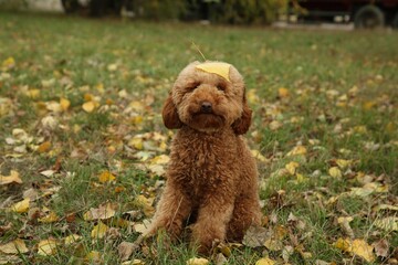 Cute fluffy dog with yellow leaf on green grass outdoors. Adorable pet