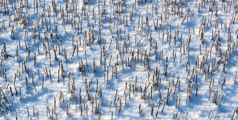 Schnee Hintergrund Winterlandschaft, Schnee bedecktes Ackerland - 688545574