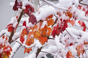Ahorn mit Schnee