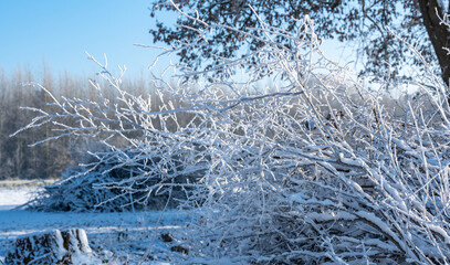Stimmungsvolle Winteransicht mit Eiskristallen und verschneiten Ästen an Bäumen - 688545700