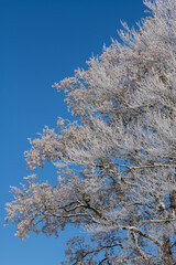 Schneelandschaft oder Winterlandschaft, Schnee und Eis bedeckte Bäume an einem Ackerland  - 688545710