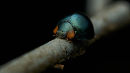 Details of a blue Chrysolina with orange spots