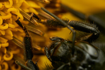 Fototapete bei efototapeten.de bestellen   