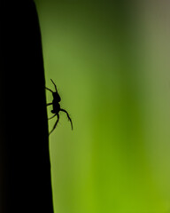 silhouette d'araignée en balade