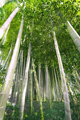 bamboo trees sunny forest, bottom view