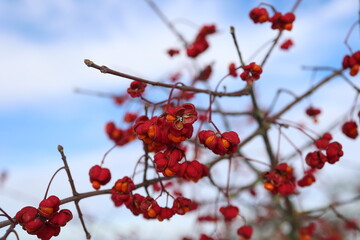 Euonymus, shrub that blooms in autumn and winter