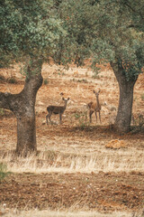 DEER IN THE FOREST