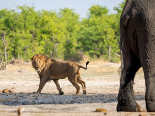Male lion parading around elephants in Savuti, Botswana
