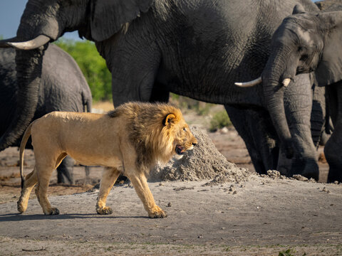Male lion parading around elephants in Savuti, Botswana
