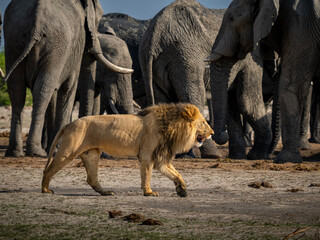 Male lion parading around elephants in Savuti, Botswana
