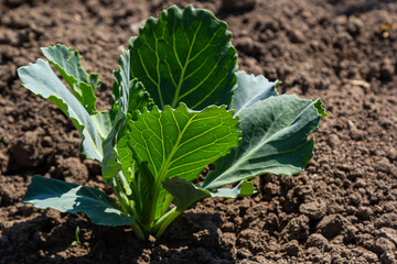 young cabbage sprout on the vegetable bed