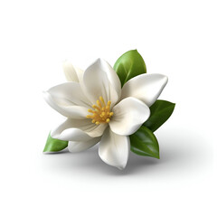 White magnolia flower isolated on white background. Realistic vector illustration.