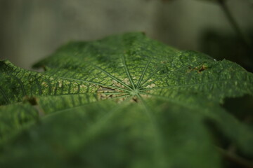Green leaf closeup, sallow deft of field, noisy and no edit