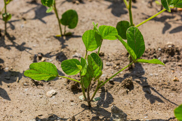 Spring soybean seedlings on a farm field
