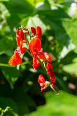 Beautiful flowers of Runner Bean Plant Phaseolus coccineus growing in the garden