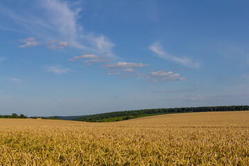 Wheat meadow. Ripe Gold Barley field in summer. Nature organic Yellow rye plant Growing to harvest. World global food with sunset in farm land autumn scene background. Happy Agricultural countryside