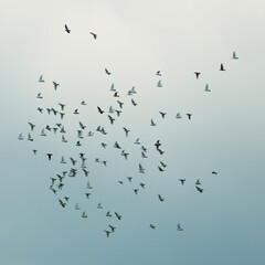 flock of birds in the sky