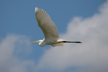 Egret in the sky