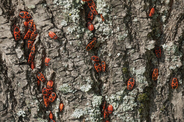 The firebug, Pyrrhocoris apterus