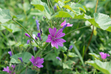 Malva sylvestris, common mallow, high mallow, tall mallow, mauve des bois.
