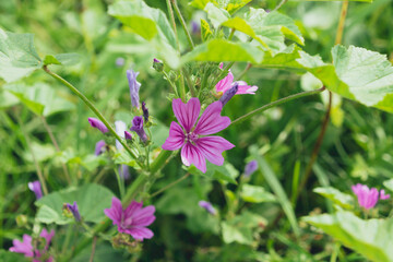 Malva sylvestris, common mallow, high mallow, tall mallow, mauve des bois.