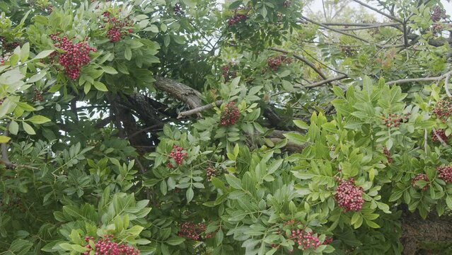 Pink pepper growing on the Brazilian pepper tree - Schinus terebinthifolius, aroeira plant. 