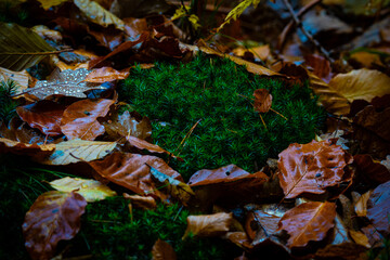 Autumn Magic