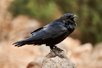 Rufender Kolkrabe (Corvus corax) steht mit offenem Schnabel auf einem Stein in Fuerteventura,...