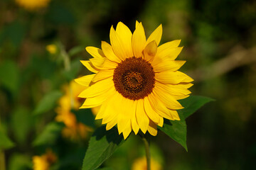 Sonnenblume, Blume, Blüte, Deutschland, Europa