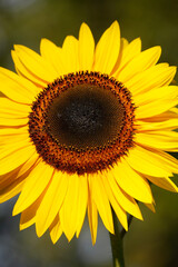 Sonnenblume, Blume, Blüte, Deutschland, Europa