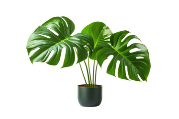 Tropical Elegance: Embracing the Beauty of Monstera Deliciosa isolated on transparent background