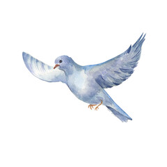Watercolor illustration of a flying bird with spread wings isolated on white background. Hand drawn magpie sandpipe in pastel colors. Painted pegion bird. Design element for card, spring composition
