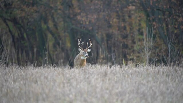 A large whitetail buck pauses as it walks across a field to smell the air in search of a doe during the rut.