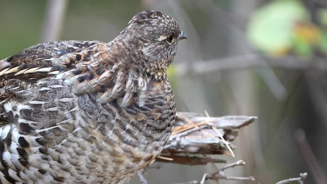 A closeup shot of a ruffed grouse tucked away in the brush in the forest.