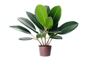 Potted Majesty: The Timeless Appeal of the Ficus Rubber Plant isolated on transparent background