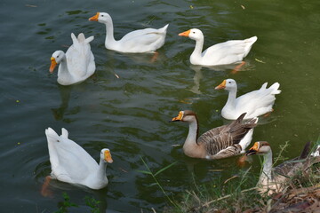 country goose family